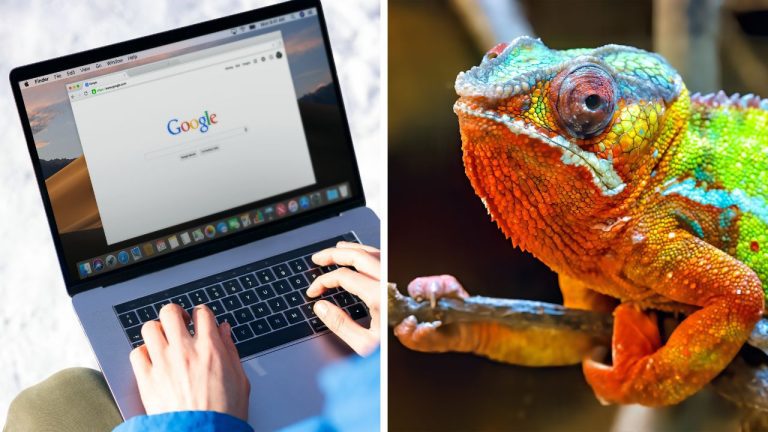 Zaujímavosti ku káve, ktoré ti rozšíria obzory #2346 – prvé vyhľadávanie na Google a tajomstvo farieb chameleónov