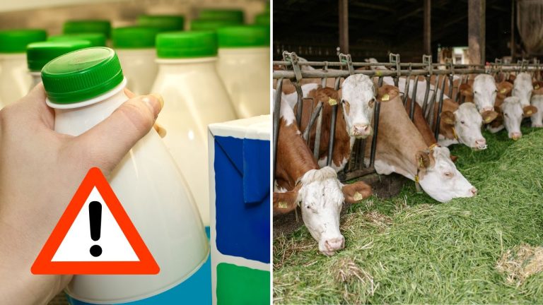 Slovenské mlieko sa prestáva oplácať: Farmári varujú pred kolapsom sektora