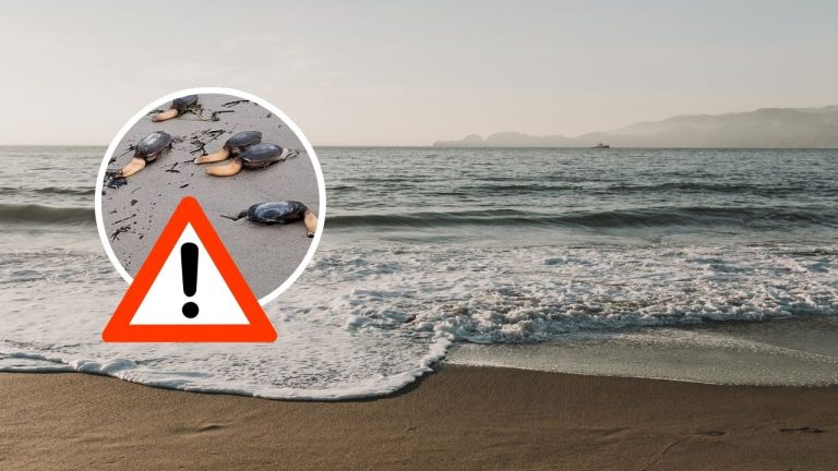 Búrky odhalili tajomstvo mora. Na brehu skončili stovky nezvyčajných tvorov