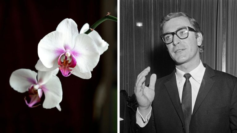 Zaujímavosti ku káve, ktoré ti rozšíria obzory #2340 – prečo orchidey pripomínajú ľudskú tvár a ako takmer vyhodili Michaela Cainea z filmu