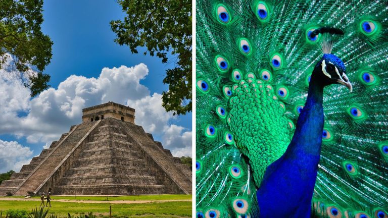 Zaujímavosti ku káve, ktoré ti rozšíria obzory #2332 – prečo je Chichen Itza mystickým stredom sveta a páv národným vtákom Indie