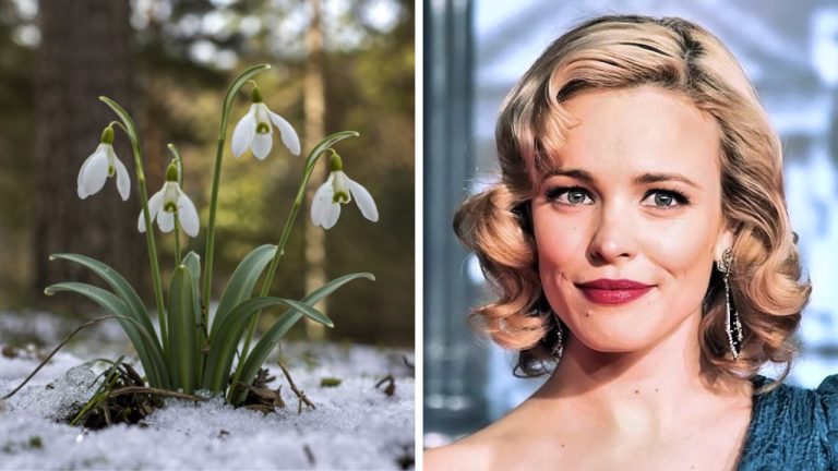 Zaujímavosti ku káve, ktoré ti rozšíria obzory #2348 – prečo sa snežienka volá „mliečny kvet“ a ktorá hollywoodska hviezda bola úspešnou krasokorčuliarkou
