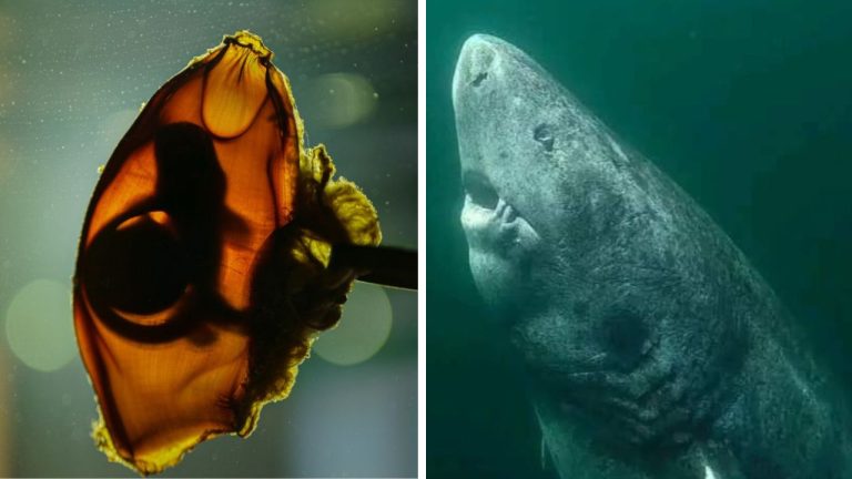 Top 10 fascinujúcich faktov o žralokoch, ktoré prekvapili aj samotných odborníkov