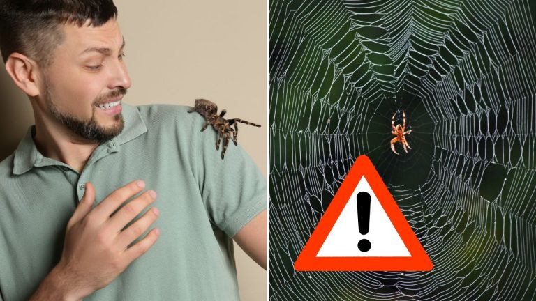 Bojíte sa pavúkov? Vedci tvrdia, že väčší strach by malo vyvolať ich miznutie