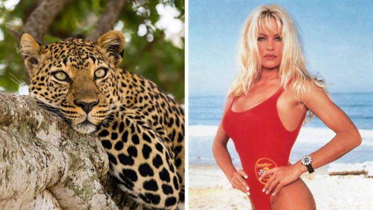 Zaujímavosti ku káve, ktoré ti rozšíria obzory #2371 – leopardy žijú osamelo a Pamela Anderson prepísala históriu Playboya