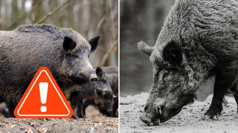 Africký mor sa šíri Slovenskom. Našli uhynuté diviaky v tejto oblasti
