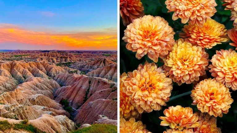 Zaujímavosti ku káve, ktoré ti rozšíria obzory #2356 – Badlands ako filmová planéta a chryzantémy s kráľovským statusom