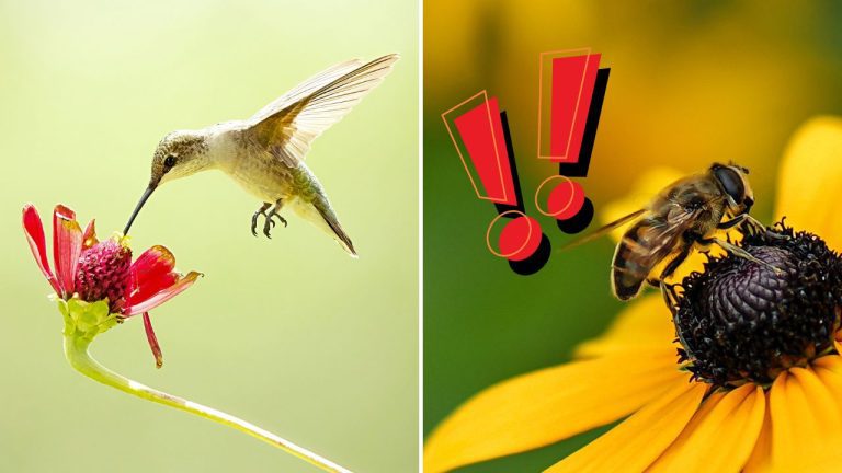 Prekvapivý objav vedcov: včely a kolibríky pijú alkohol každý deň