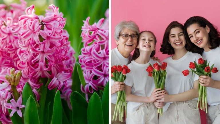 Zaujímavosti ku káve, ktoré ti rozšíria obzory #2354 – hyacinty vznikli z gréckej tragédie a Medzinárodný deň žien má viac než 100 rokov