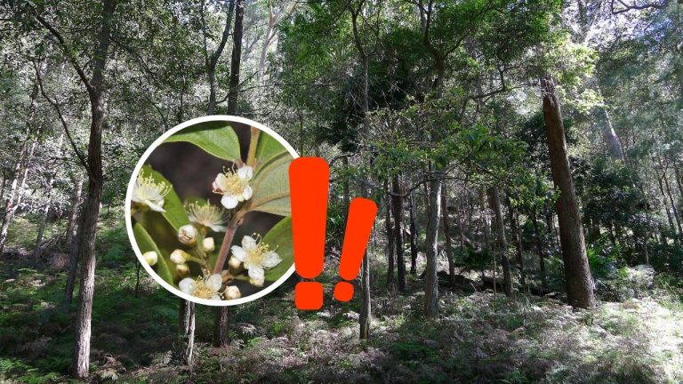 Vedci bojujú o záchranu austrálskeho „zombie stromu“. Hrozí, že úplne zmizne