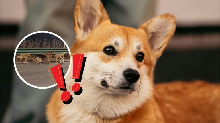 Sedem ukradnutých psov prešlo 17 km za slobodou. Viedol ich malý corgi