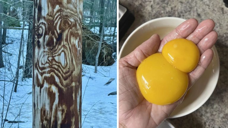 10 náhodných zaujímavých fotografií z internetu #244: Ryba v káve alebo mini koza z palacinky