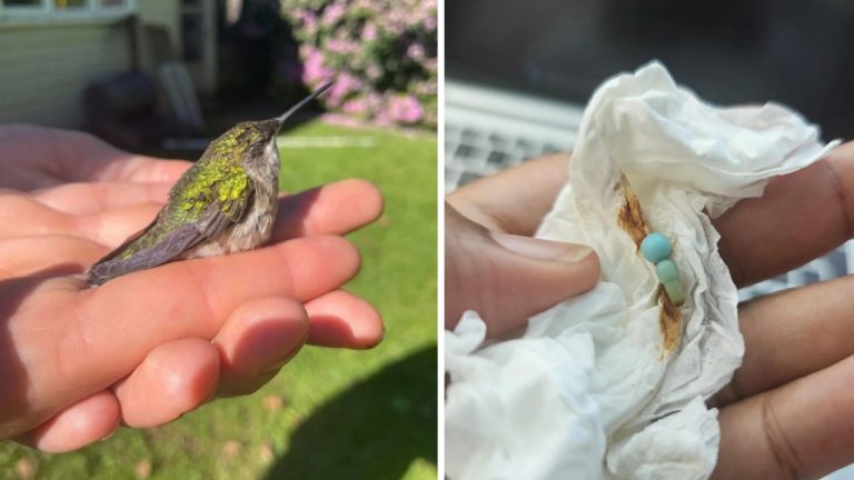 10 náhodných zaujímavých fotografií z internetu #259: Výťah uprostred domu alebo venčenie kráv