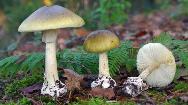 6 najjedovatejších húb sveta: Na pohľad nevinné, no smrteľne nebezpečné