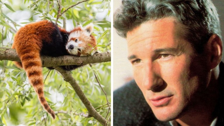 Zaujímavosti ku káve, ktoré ti rozšíria obzory #2397 – prečo sú červené pandy ako mačky a čo možno neviete o Richardovi Gereovi