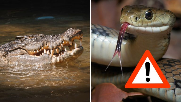 Prekvapivé riešenie na ochranu hraníc: V tejto krajine zvažujú využitie hadov a krokodílov