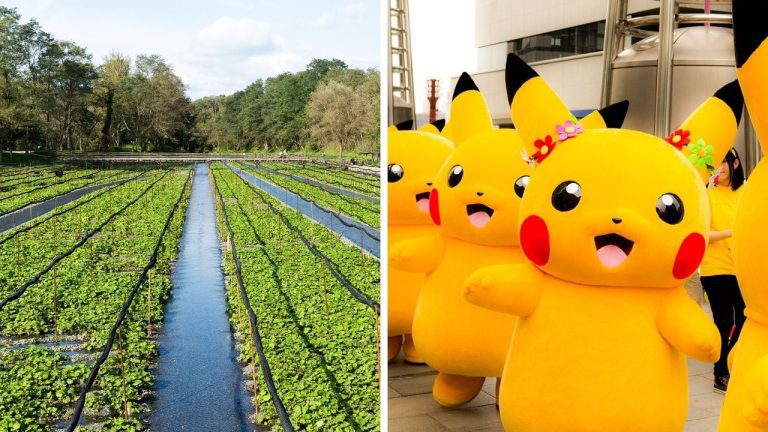 Zaujímavosti ku káve, ktoré ti rozšíria obzory #2396 – vzácne wasabi a ako vznikol Pikachu