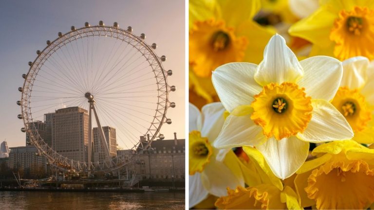 Zaujímavosti ku káve, ktoré ti rozšíria obzory #2395 – London Eye, ktoré nemalo byť trvalé, a narcisy ako symbol nádeje