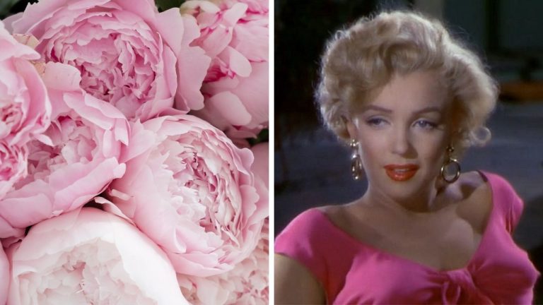 Zaujímavosti ku káve, ktoré ti rozšíria obzory #2392 – povery o pivonkách a tajomstvo krásy Marilyn Monroe