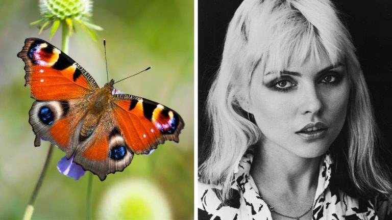 Zaujímavosti ku káve, ktoré ti rozšíria obzory #2415 – motýľ, ktorý oklame predátorov a tajomstvo vlasov Debbie Harry