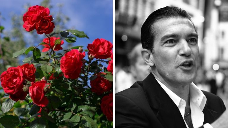 Zaujímavosti ku káve, ktoré ti rozšíria obzory #2428 – ruže sú symbolom rastu a Antonio Banderas sa oženil po šiestich mesiacoch