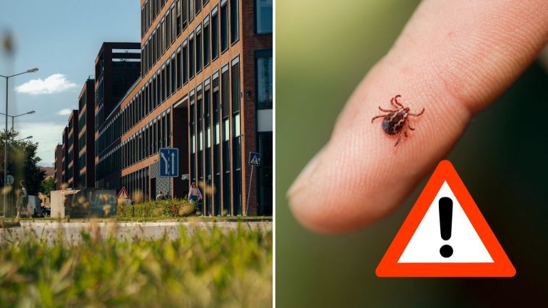 Kliešte sú tento rok agresívnejšie aj početnejšie. Vedci upozorňujú na novú mestskú populáciu