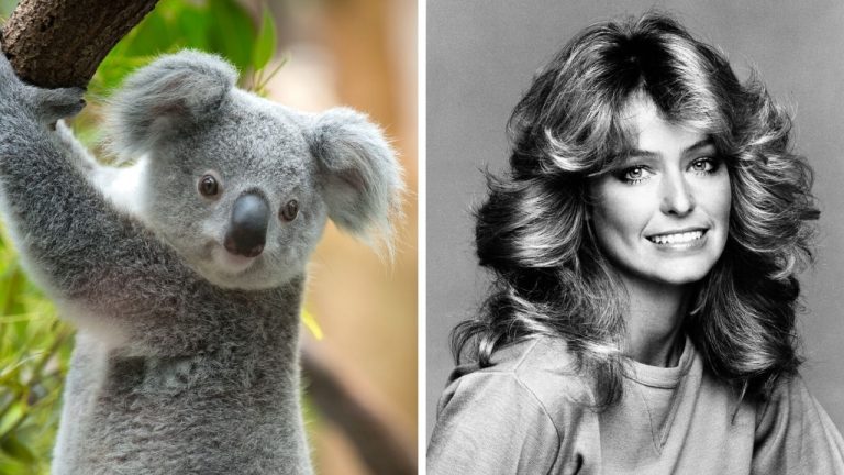 Zaujímavosti ku káve, ktoré ti rozšíria obzory #2432 – fascinujúci život koál a talent Farrah Fawcett, o ktorom vedel málokto