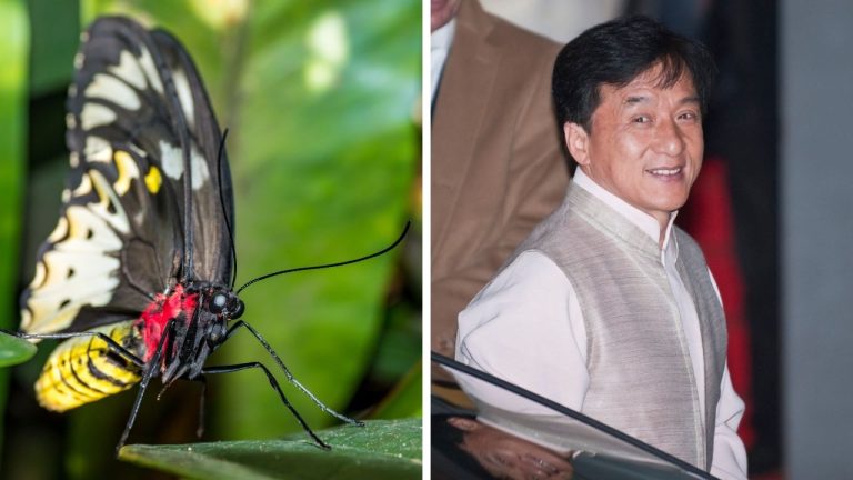Zaujímavosti ku káve, ktoré ti rozšíria obzory #2426 – motýle, ktoré využívajú jed ako obranu a Jackie Chan, ktorý hral bowling s Bruceom Leem
