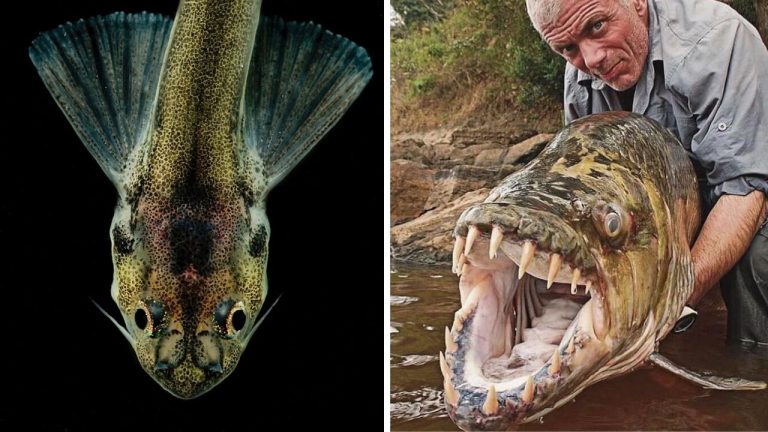 10 najnebezpečnejších rýb sveta: Niektoré dokážu človeka aj usmrtiť
