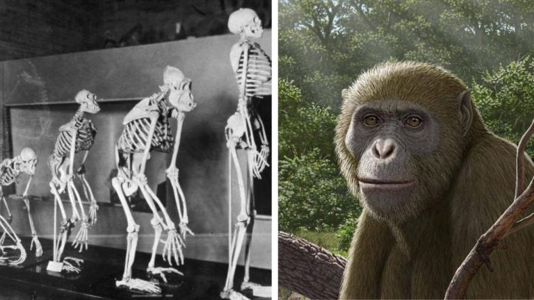 Vedci objavili dávneho predka opíc. Tento nález môže prepísať ich evolúciu