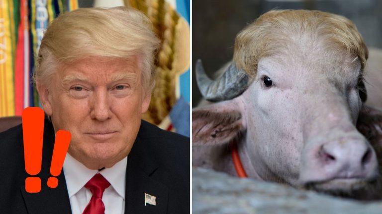 Byvol prezývaný Donald Trump mal byť obetovaný. Virálny záujem mu však zachránil život 