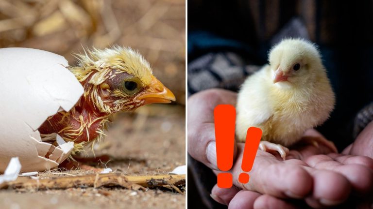 Biotechnologická firma vyliahla kuriatka z umelej škrupiny. Experiment zaujal vedcov po celom svete