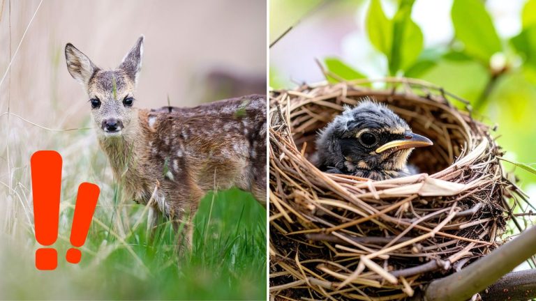 Odborníci upozorňujú na chybu, ktorú ľudia robia každú jar pri mláďatách zvierat