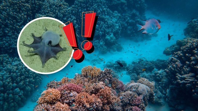 Pri Galapágoch našli unikátnu modrú chobotnicu. Vedci hovoria o mimoriadne vzácnom objave
