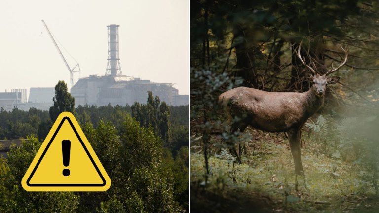 Vedci objavili nečakaný jav v okolí Černobyľa. Zvieratá tam dnes prosperujú viac než kedysi