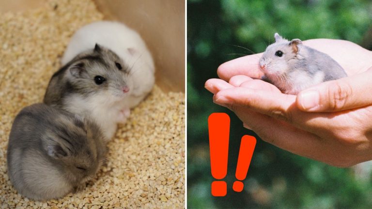 Škrečky ako terapia? Chovateľka z východu Slovenska tvrdí, že pomáhajú viac, než si mnohí myslia