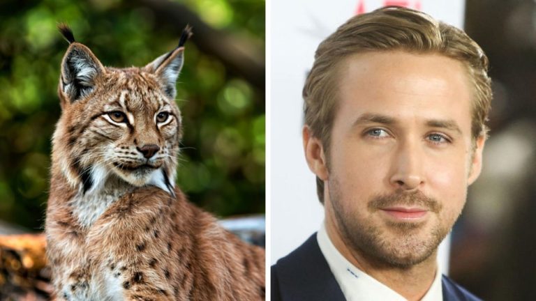 Zaujímavosti ku káve, ktoré ti rozšíria obzory #2418 – rys sa dokonale skrýva a Ryan Gosling si zmenil prízvuk