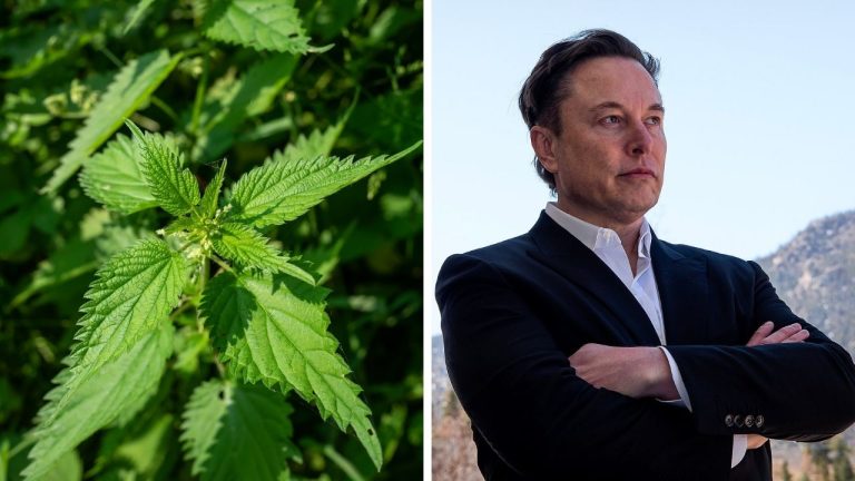 Zaujímavosti ku káve, ktoré ti rozšíria obzory #2254 – rímski vojaci sa dobrovoľne šľahali žihľavou a Elon Musk je posadnutý písmenom X