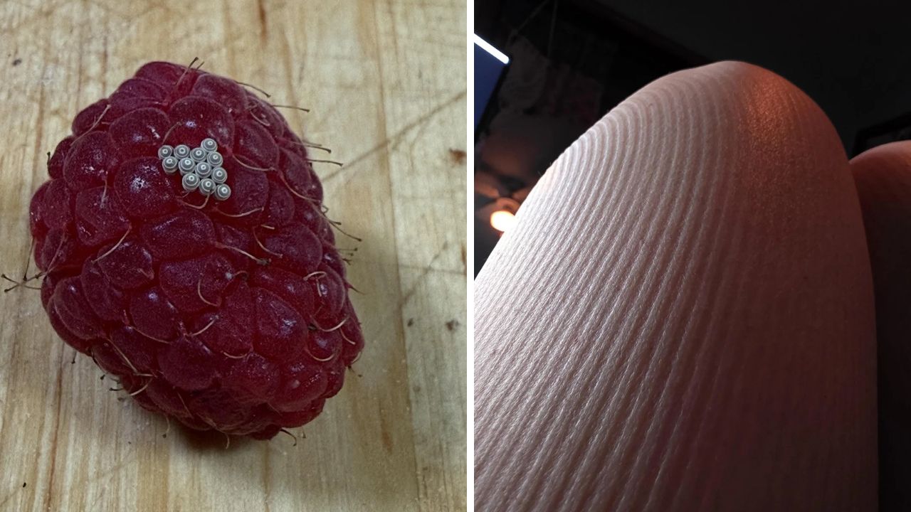 10 náhodných zaujímavých fotografií z internetu #277:  Pasca na pavúky alebo zebra ako domáci miláčik