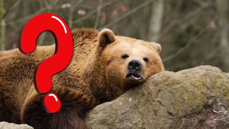 Zábavná hádanka: Ako sa nazýva medveď bez zubov?
