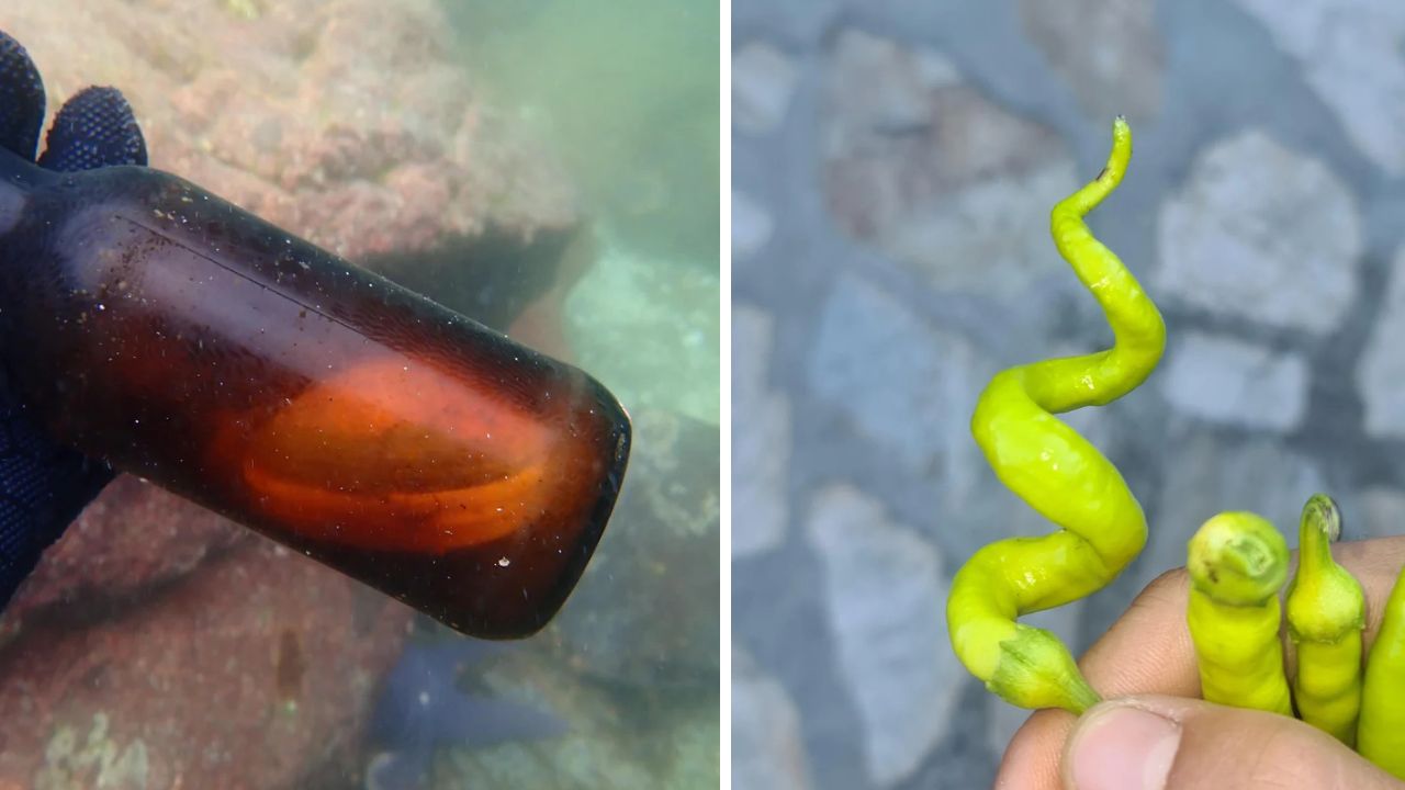 10 náhodných zaujímavých fotografií z internetu #280: Mušľa žijúca vo fľaši alebo tvár na hranolčeku