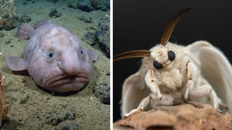 10 najbizarnejších tvorov planéty, ktoré vytvorila evolúcia