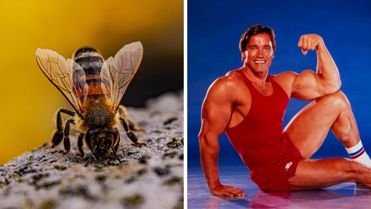 Zaujímavosti ku káve, ktoré ti rozšíria obzory #2250 – tajomstvo včelích krídel a Schwarzenegger psychicky ničil súperov