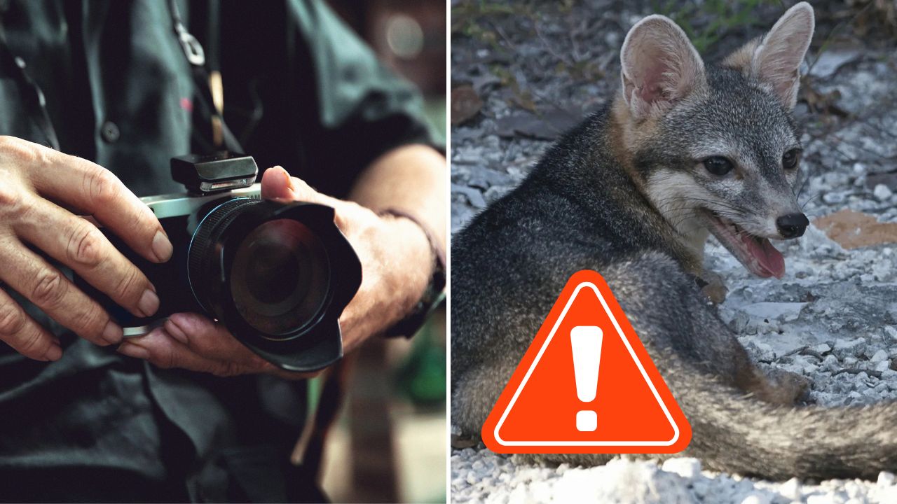 Vzácnu líšku zachytili prvýkrát na fotografiách. Vedci sa obávali, že vyhynula