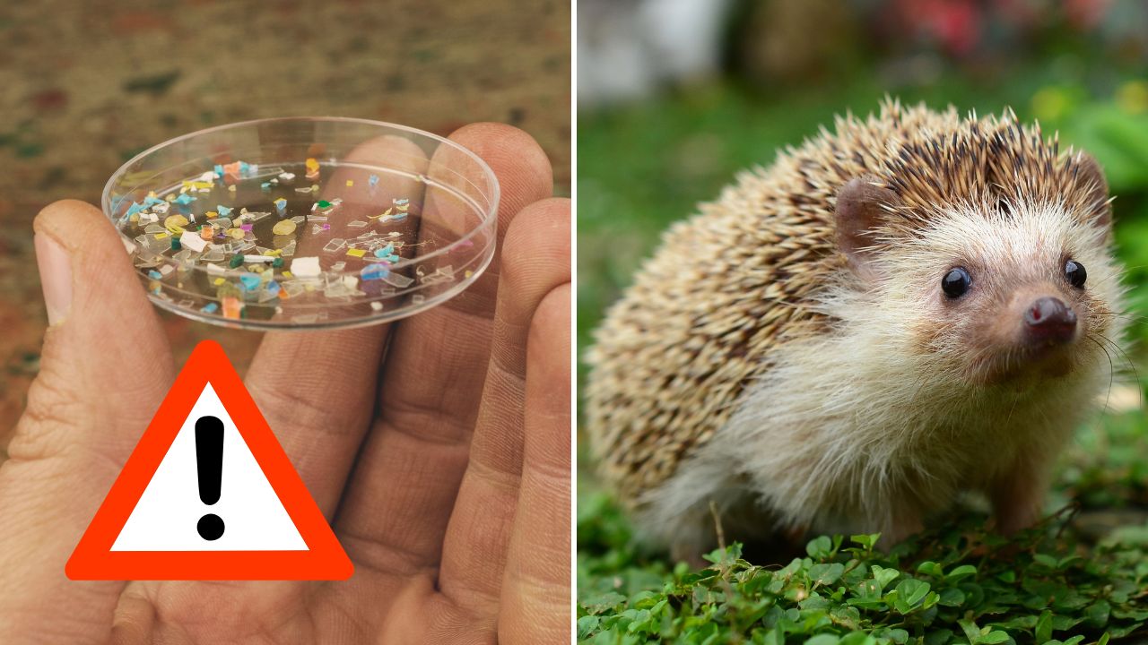 Vedci objavili mikroplasty aj u ježkov. Prekvapilo ich, odkiaľ sa do ich tela dostávajú