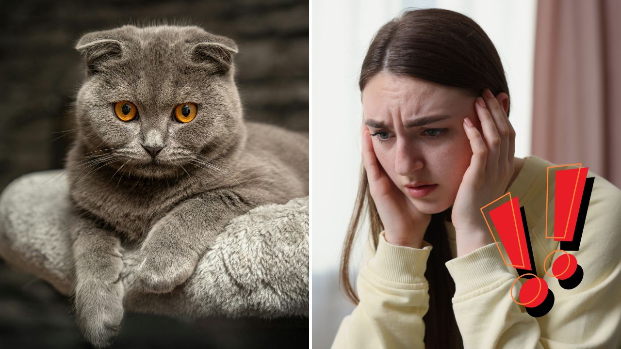 Vedci objavili prekvapivú súvislosť medzi mačkami a schizofréniou. Výsledky však nie sú jednoznačné