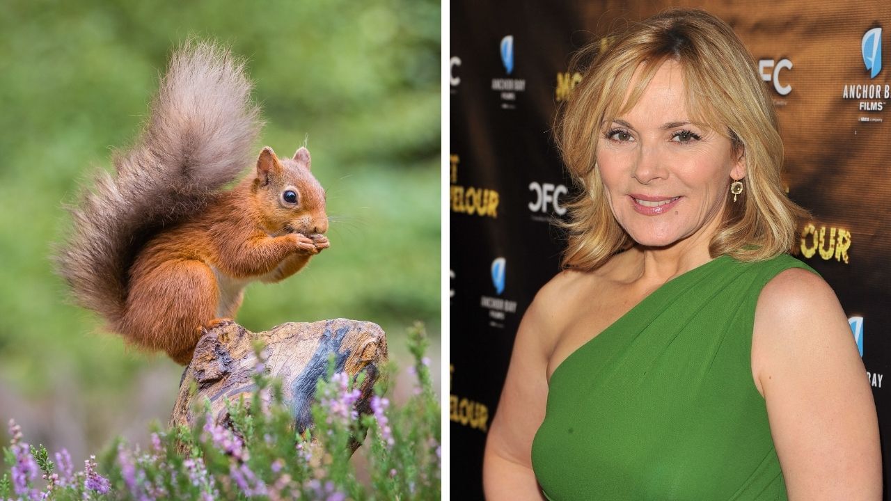 Zaujímavosti ku káve, ktoré ti rozšíria obzory #2259 – veveričky boli kedysi v mestách vzácnosťou a obyčajná kanvica zachránila Kim Cattrall život
