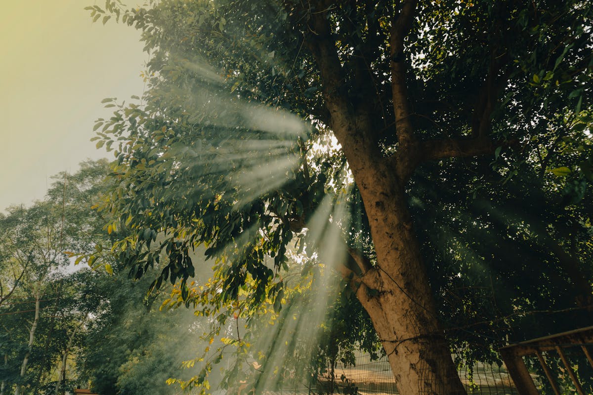 Sunlight breaking through lush green branches creating a serene forest scene.