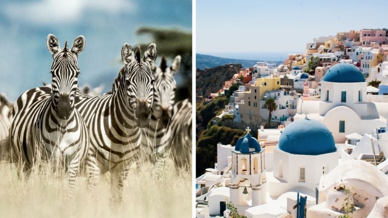 Zaujímavosti ku káve, ktoré ti rozšíria obzory #2274 – zebry majú pruhy ako čiarové kódy a ako vznikol názov Santorini