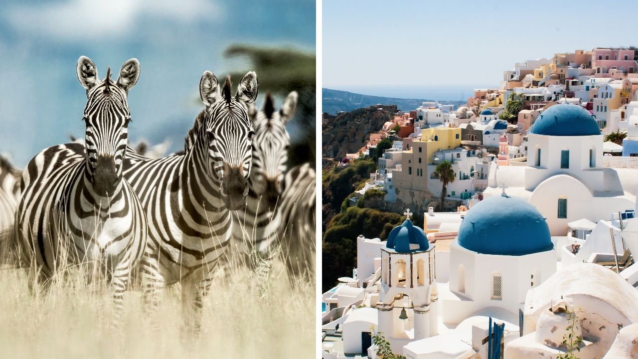 Zaujímavosti ku káve, ktoré ti rozšíria obzory #2274 – zebry majú pruhy ako čiarové kódy a ako vznikol názov Santorini